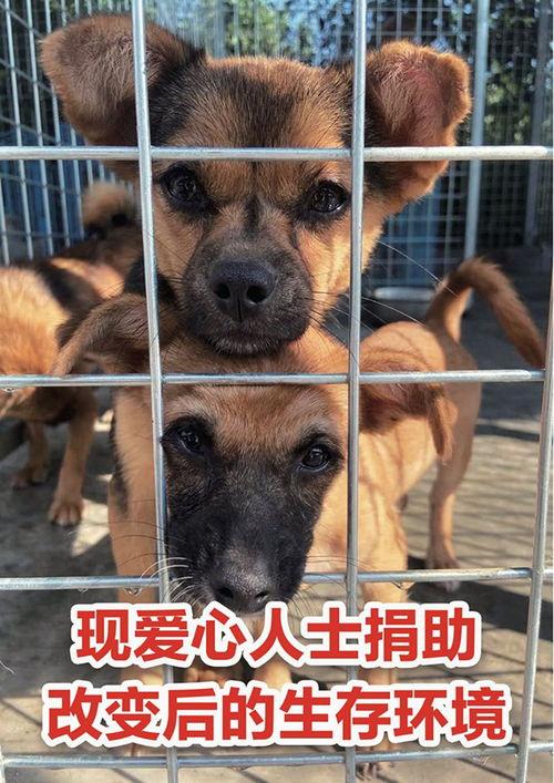 娱乐吃瓜酱中狗妈,娱乐吃瓜酱中的明星宠妈故事  第3张