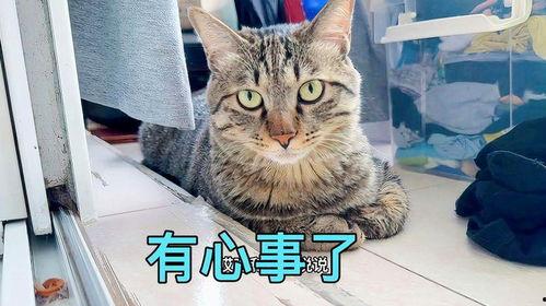 娱乐吃瓜小猫咪视频在线观看,跟随小猫咪一起吃瓜，畅享欢乐时光  第2张